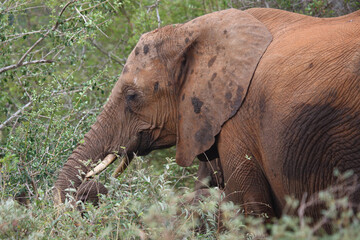 Afrikanischer Elefant / African elephant / Loxodonta africana