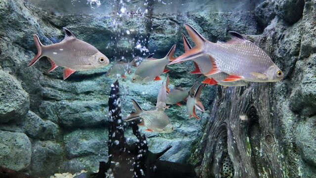 Barbonymus schwanenfeldii or schwanenfeld tinfoil barb is swimming in aquarium. fresh water fish in Thailand