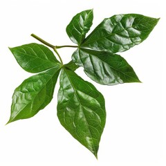 Obraz premium A photo of Mexican creeper leaf on the branch , super realistic , single object on center , Di-Cut PNG style , isolated on white background