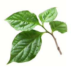 Obraz premium A photo of Starfruit leaf on the branch , super realistic , single object on center , Di-Cut PNG style , isolated on white background