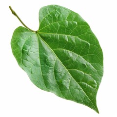 Obraz premium A photo of Stink bean leaf on the branch , super realistic , single object on center , Di-Cut PNG style , isolated on white background
