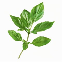 Obraz premium A photo of Basil leaf on the branch , super realistic , single object on center , Di-Cut PNG style , isolated on white background