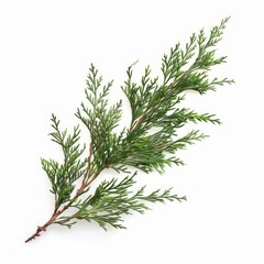 A photo of Cypress leaf on the branch , super realistic , single object on center , Di-Cut PNG style , isolated on white background