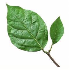 Obraz premium A photo of Drumstick leaf on the branch , super realistic , single object on center , Di-Cut PNG style , isolated on white background