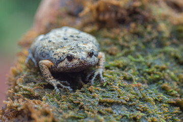 The smooth-fingered narrow-mouthed frog ( kaloula baleata ) in the moss