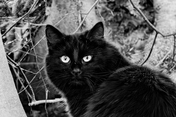 A black cat with white eyes is staring into the camera