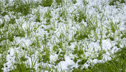 Grass covered with a layer of snow, fresh green May grass covered with a layer of snow due to...