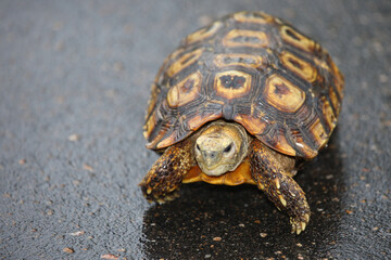 Leopardenschildkröte oder Pantherschildkröte / Leopard tortoise / Stigmochelys pardalis
