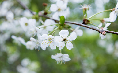 Snow-covered cherry blossoms in bloom a close-up shot capturing the unusual sight of cherry...