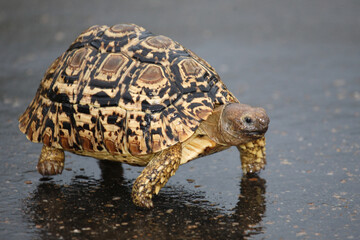Leopardenschildkröte oder Pantherschildkröte / Leopard tortoise / Stigmochelys pardalis