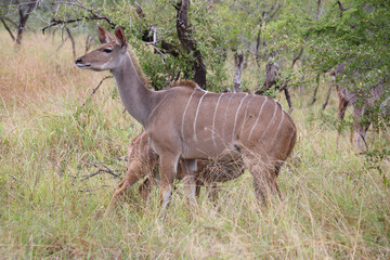 Großer Kudu / Greater kudu / Tragelaphus strepsiceros