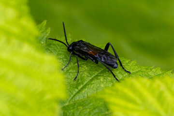 Die Pflanzenwespe Macrophya annulata in der Seitenansicht auf einem grünen Blatt sitzend