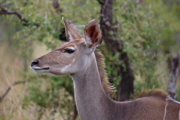 Großer Kudu / Greater kudu / Tragelaphus strepsiceros