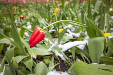 A vibrant scene showcasing various colored tulips breaking through a layer of white snow,...