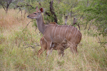 Großer Kudu / Greater kudu / Tragelaphus strepsiceros