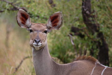 Großer Kudu / Greater kudu / Tragelaphus strepsiceros