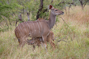 Großer Kudu / Greater kudu / Tragelaphus strepsiceros