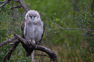 Milchuhu / Verreaux's eagle-owl  / Bubo lacteus or Ketupa lactea