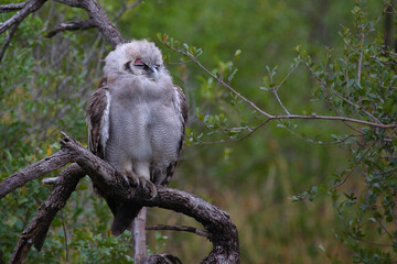 Milchuhu / Verreaux's eagle-owl  / Bubo lacteus or Ketupa lactea