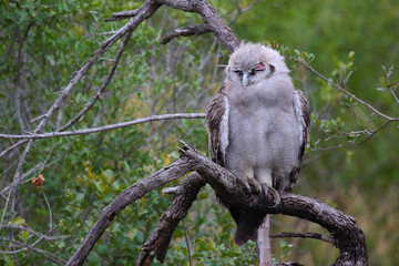 Milchuhu / Verreaux's eagle-owl  / Bubo lacteus or Ketupa lactea