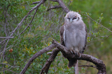Milchuhu / Verreaux's eagle-owl  / Bubo lacteus or Ketupa lactea