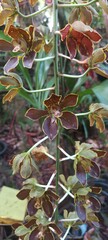 Rare wild orchids in nature © nanthiya