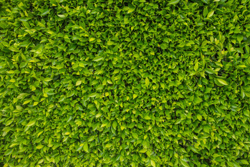 green hedge background 