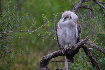 Milchuhu / Verreaux's eagle-owl  / Bubo lacteus or Ketupa lactea