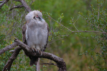 Milchuhu / Verreaux's eagle-owl  / Bubo lacteus or Ketupa lactea