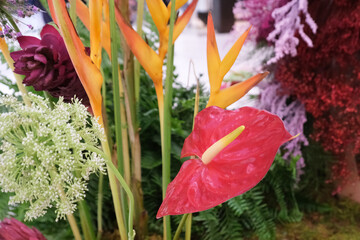 Anthurium Hybrid, Flamingo Flower, Tail Flower, Oil Cloth Flower, Painter’s Palette (Anthurium andraeanum)