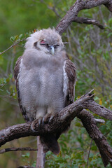 Milchuhu / Verreaux's eagle-owl  / Bubo lacteus or Ketupa lactea