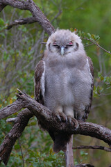 Milchuhu / Verreaux's eagle-owl  / Bubo lacteus or Ketupa lactea