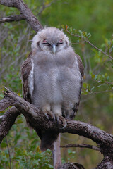 Milchuhu / Verreaux's eagle-owl  / Bubo lacteus or Ketupa lactea