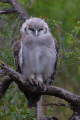 Milchuhu / Verreaux's eagle-owl  / Bubo lacteus or Ketupa lactea