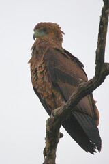 Einfarb-Schlangenadler / Brown snake eagle / Circaetus cinereus