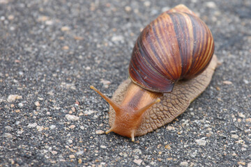 Achatschnecke / Achatina snail / Lissachatina immaculata