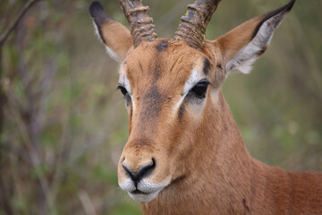 Schwarzfersenantilope / Impala / Aepyceros melampus