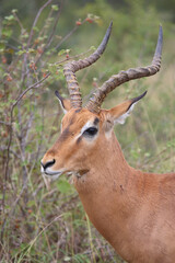 Schwarzfersenantilope / Impala / Aepyceros melampus