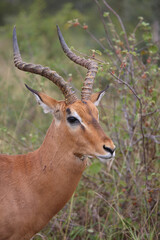 Schwarzfersenantilope / Impala / Aepyceros melampus