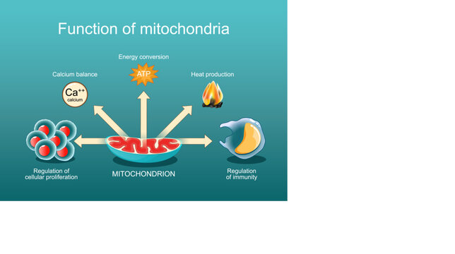 Function of mitochondria.