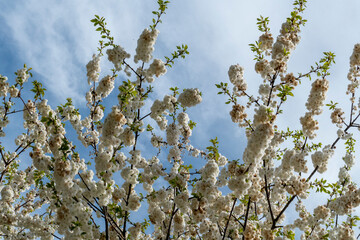 Japanische Nelkenkirsche mit zarten weiß rosa Blüten im Frühjahr