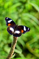 Obraz premium A butterfly is perched on a green leaf