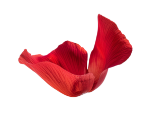 A red flower petal floating cut out transparent isolated on white background PNG file artwork graphic design.