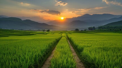 Fototapeta premium Green rice field, yellow sun