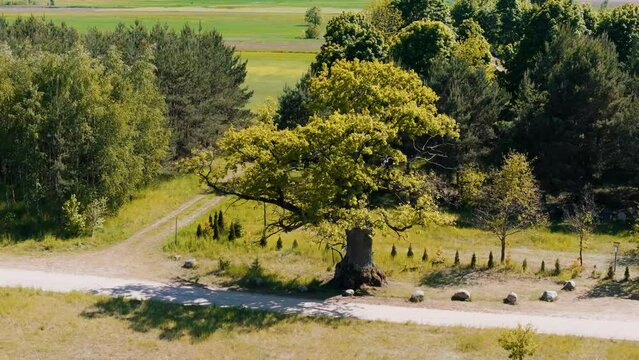Dąb Dunin &ndash; dąb szypułkowy, jeden z pomnikowych dęb&oacute;w w Puszczy Białowieskiej. Dąb rośnie na otwartej przestrzeni niedaleko wsi Przybudki i jest pozostałością po dawnej Puszczy Ladzkiej.