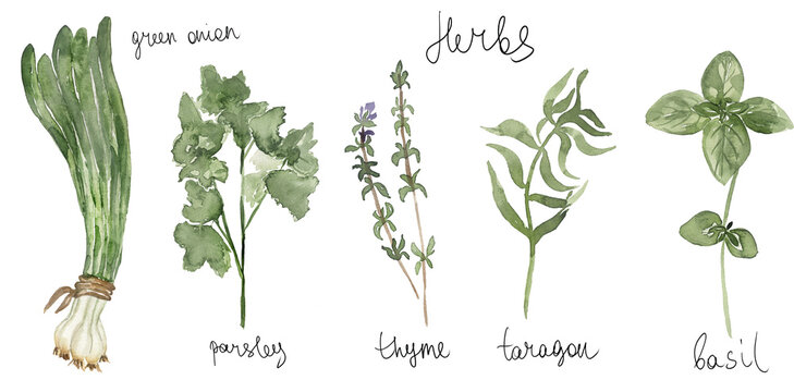Watercolor set of culinary herbs. Basil, thyme, parsley, green onion, taragon illustration. Hand drawn kitchen elements clipart
