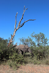 Afrikanischer Elefant / African elephant / Loxodonta africana