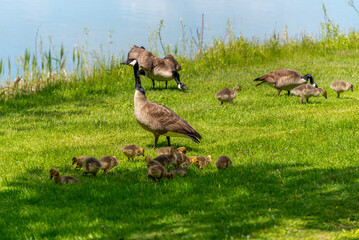 Canada Geese And Goslings On The Fox River Shoreline Near De Pere, Wisconsin, In Spring