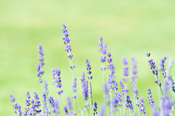 Purple flowers. Selective and soft focus. Close up.	