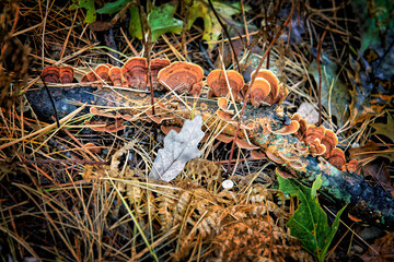 Fungi on Forest Floor
